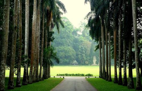 PERADENIYA-BOTANICAL-GARDEN (1)